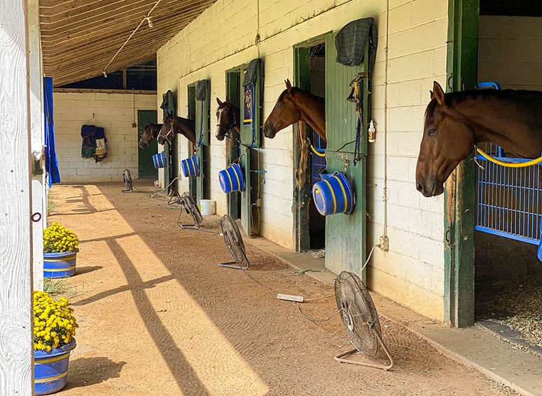 Springdale Training Center — horses in stalls, 200 Knights Hill Road, Camden, SC